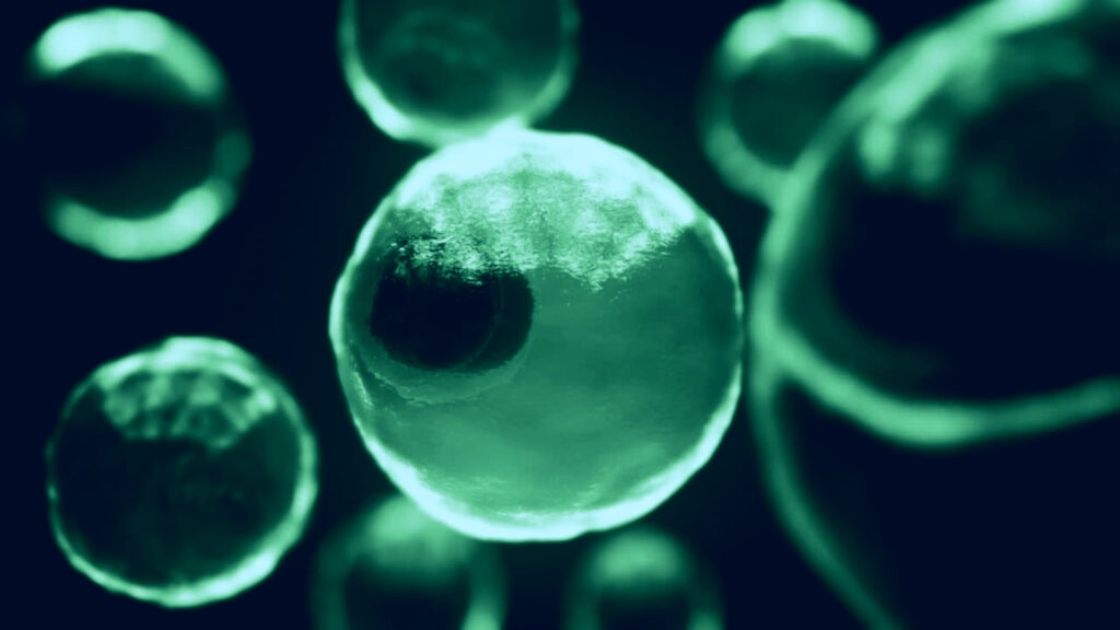 image of stem cells in mitosis representing work with stem cells la