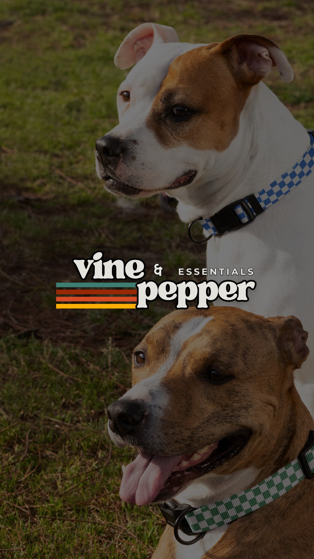 Vine & Pepper doggy apparel image representing client detail on the NC project portfolio